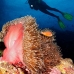 anemonefish_pink_mid_v_0705_png1305.jpg